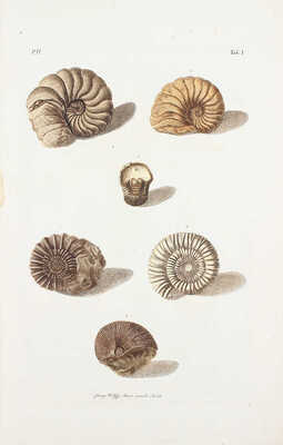 [Коллекция природы и древности земли..., опубликованной Георгом Вольфгангом Кнорцем...]